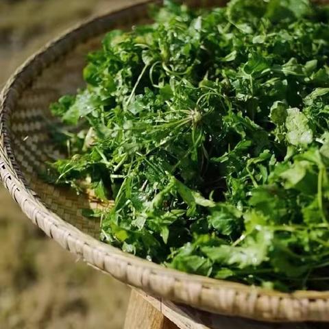 「蜀幼•科学衔接」“寻诗觅野  衔接自然”——合肥高新区蜀南庭苑幼儿园大班“跟着诗经挖野菜”春游活动