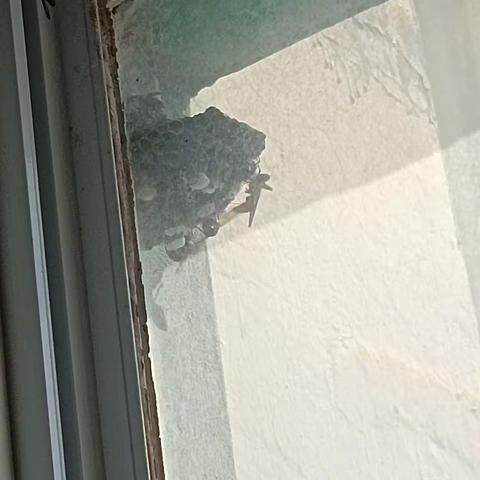 社区快速除蜂患 守护居民安全暖人心