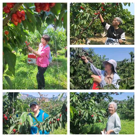 亲近自然，“樱”享丰收——西三旗街道残联开展农疗采摘活动