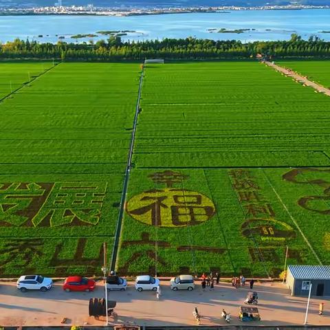 有一种叫云南的生活  通海县“稻梦”之旅 护湖农旅聚活力 幸福六一稻花香