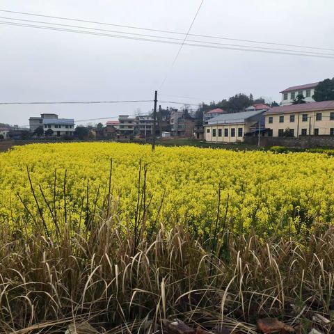 邂逅春天，遇见美好——野鸡坪镇中心幼儿园春游活动