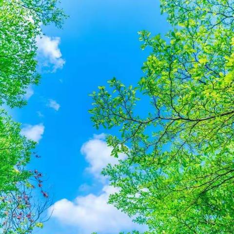 云端精研行不辍, 名师助力促提升 ——城南小学2024年5月云教研活动