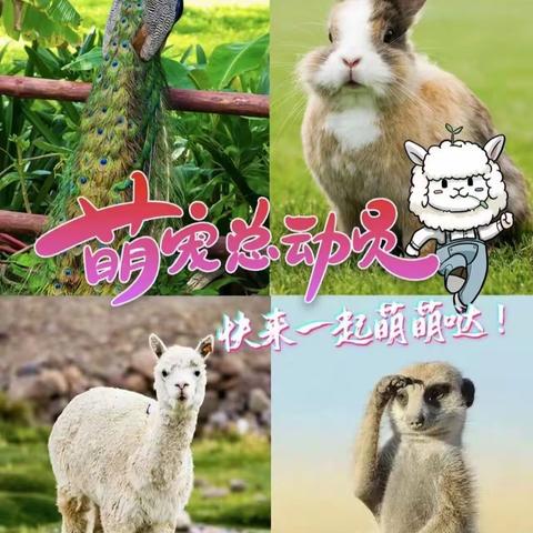 国庆假期“动物奇遇记” | 鸿蒙陪你热爱这个世界