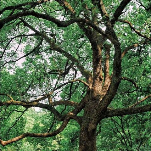 遵义市新蒲新区天雅幼儿园中二班——《拜访大树🌲》主题活动