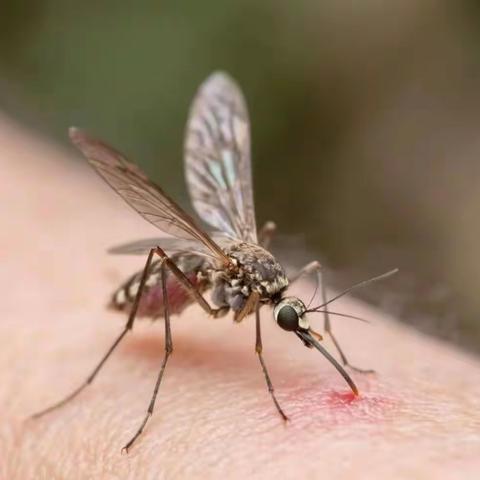 【高新教育·新优质学校】“幸福·融”八初||暑期出行及开学季预防蚊媒传染病的温馨提示