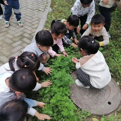 镇西分园小三班清明做青团亲子助教活动