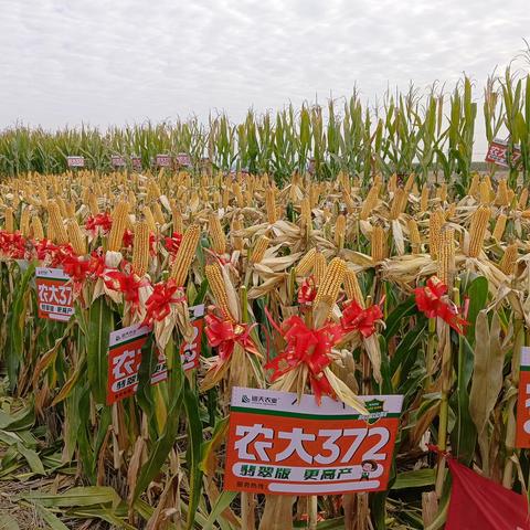 家喻户晓的巡天农大372又出新动态