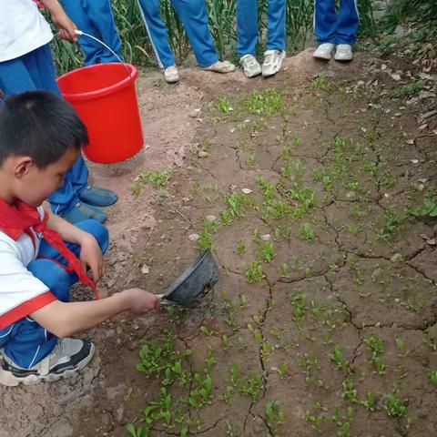 劳动最光荣，勤奋出智慧！——莒镇徐集小学文明进校园活动