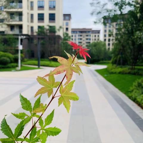 慧辰园E+F2区10月工作简报