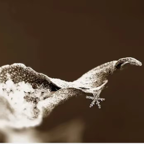 慧辰园E+F2区12月工作简报