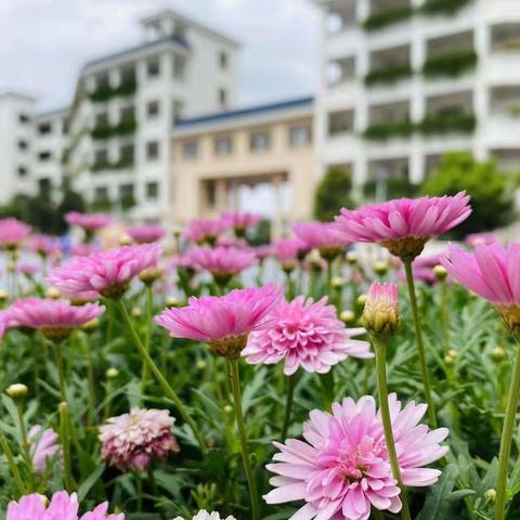 “学科培训绽芳华，笃学践行新征程”——记靖西市第六小学学科培训活动