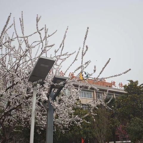 春风雨脚落声微，教研不负好时光——高二化学备课组活动