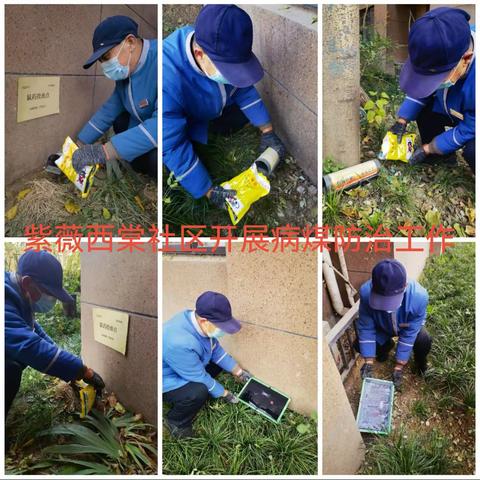 冬季灭鼠进行时——紫薇西棠社区开展驱虫灭鼠行动