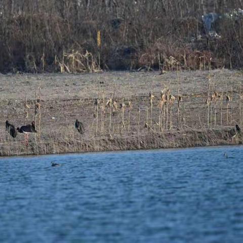 鸟类中的“大熊猫”现身陕西永寿漆水河国家湿地公园