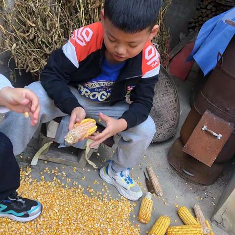 我的劳动日记——掰玉米  实验小学四四班刘进乐