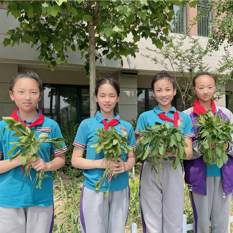 一年好景君须记   最是躬耕劳动时          和谐小学六（4）班菜园劳动纪实