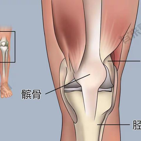 踏遍青山人未老，保护“髌骨”要趁早。