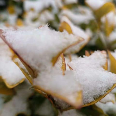 冬日暖人心  扫雪我先行 ——方雯嫦希望小学师生扫雪纪实