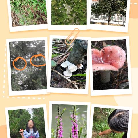 一花一叶皆生命，一草一木总关情