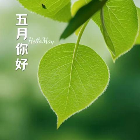 雨中蔷薇的简篇