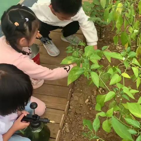 六盘水市第二实验幼儿园中二班种植活动