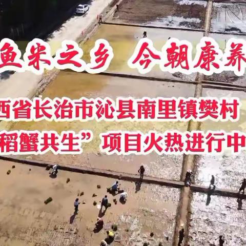 稻蟹共生看樊村