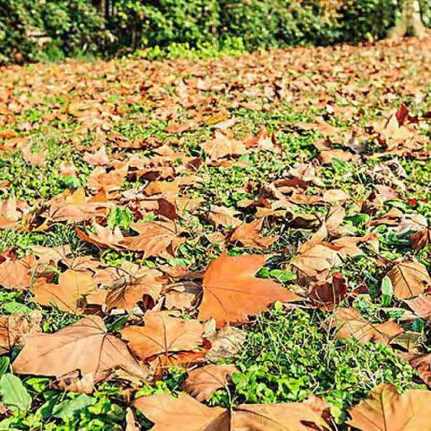 拾捡树叶🍂，感受自然———龙宫镇幼儿园中班劳动教育活动