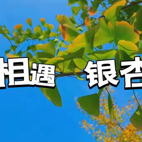 相遇  银杏——辛集市小脚丫幼儿园大二班10月份主题活动