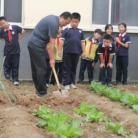 "劳动砺心志，实践促成长——樊林小学劳动实践活动