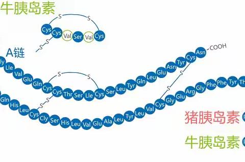 作为糖尿病患者必须要知道的胰岛素种类及注射注意事项