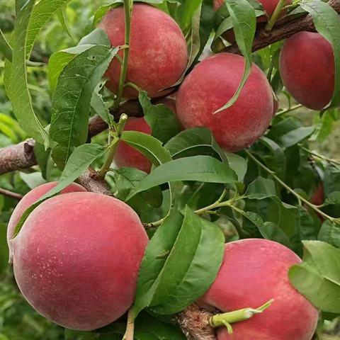 宣威市双河乡半山家庭农场鲜果采摘记