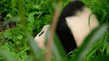 乐乐佳～清爽一夏夏令营开幕啦！逛动物园看大熊猫～狂欢游乐园～清爽大型水上乐园～