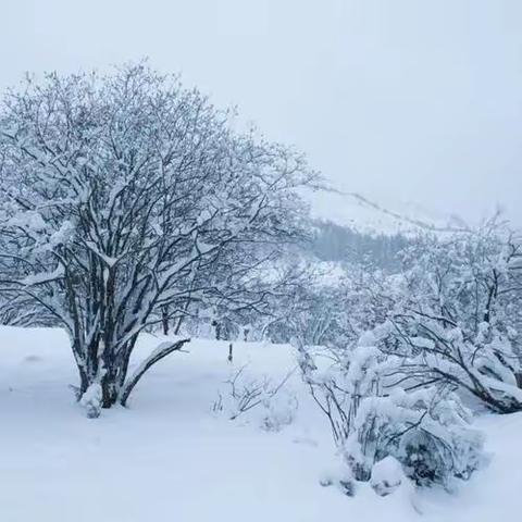 铲除冰雪，温暖人心                                           一年级二班扫雪掠影