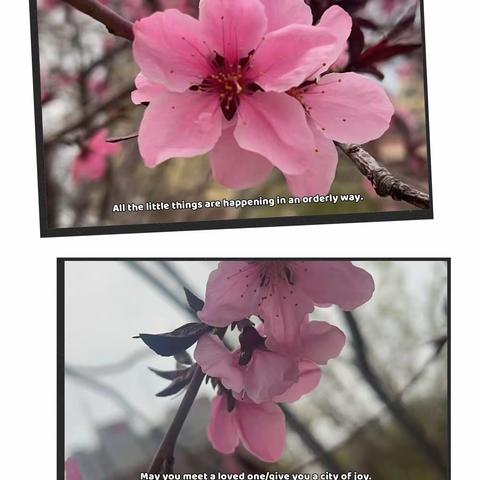 “烟雨春城好踏青，御柳随风伴清明”🍀——宝莲华幼儿园中班组清明节美篇