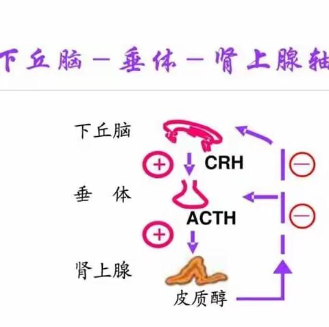 原发性慢性肾上腺皮质功能减退症