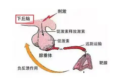 腺垂体的奥秘