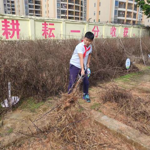 劳动砺心志，实践促成长 ‍——杨林街镇中心小学劳动课程展示 ‍（开荒种植篇）