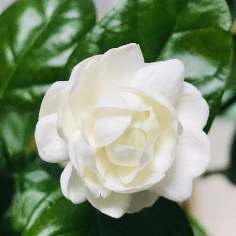一朵美丽的茉莉花