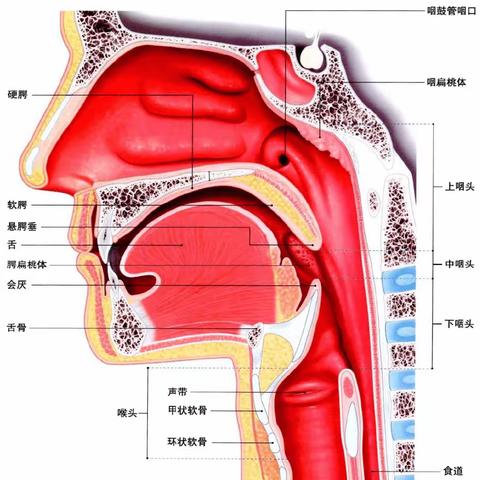 郑州大学第一附属医院吞咽障碍诊疗技术培训收获