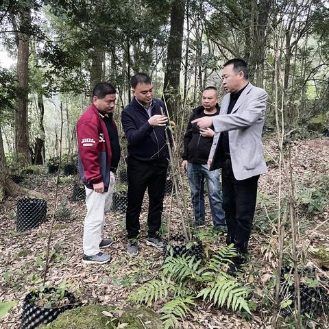 水茜镇林长巡林尽职责，林下产业稳固发展