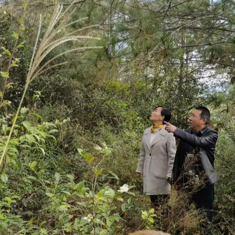 水茜镇强化落实林长制，助推松材线虫病防控工作