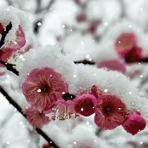 杭锦旗龙子心小学雨雪天气致家长及师生的一封信