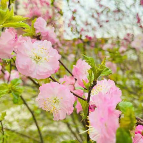 特别的爱，给特别的你——六曲幼儿园三八•女神节活动