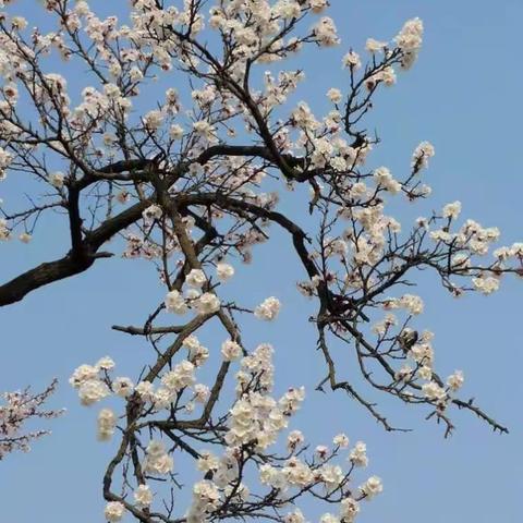 【校园春景】杏花微雨携春归        --新华南区小学杏林剪影