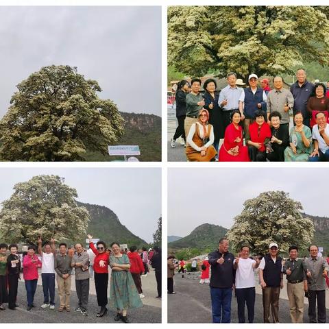 赏百年流苏，观千年古柏，游古堡新城，闻鸡鸣四县