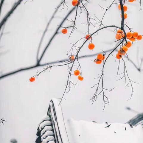 雪落人间——杨二庄小学学生诵读第115期