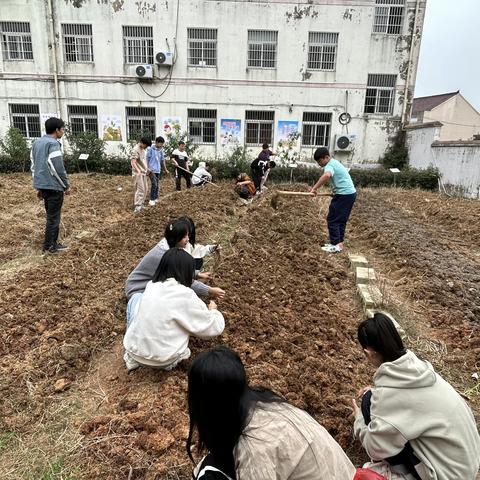 劳动励心志  实践促成长 ——旬邑县土桥镇希望小学劳动教育实践基地采摘活动纪实