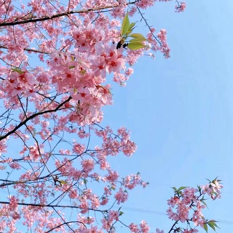 台湖小学第五周工作总结