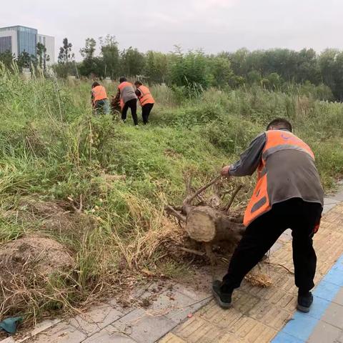 示范区分公司全力以赴，掀起“迎双节”城市环境整治新高潮