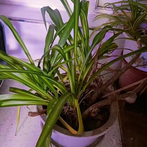 金蛇启航，缤纷寒假——永寿县监军中学寒假特色作业展示